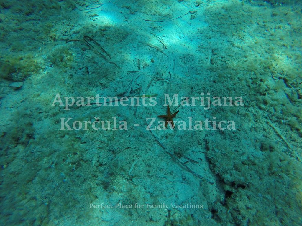 Apartment Marijana Zavalatica